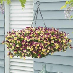 Pansy Seeds - Cool Wave Strawberry Swirl 7 Pansy Seeds - Cool Wave Strawberry Swirl -Eden Brothers Shop pansy cool wave strawberry swirl bal 4