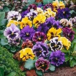 Pansy Seeds - Frizzle Sizzle Mix