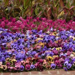 Pansy Seeds - Matrix Coastal Sunrise Mix