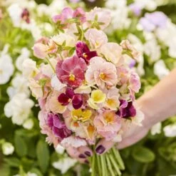 Pansy Seeds - Pastel Mix