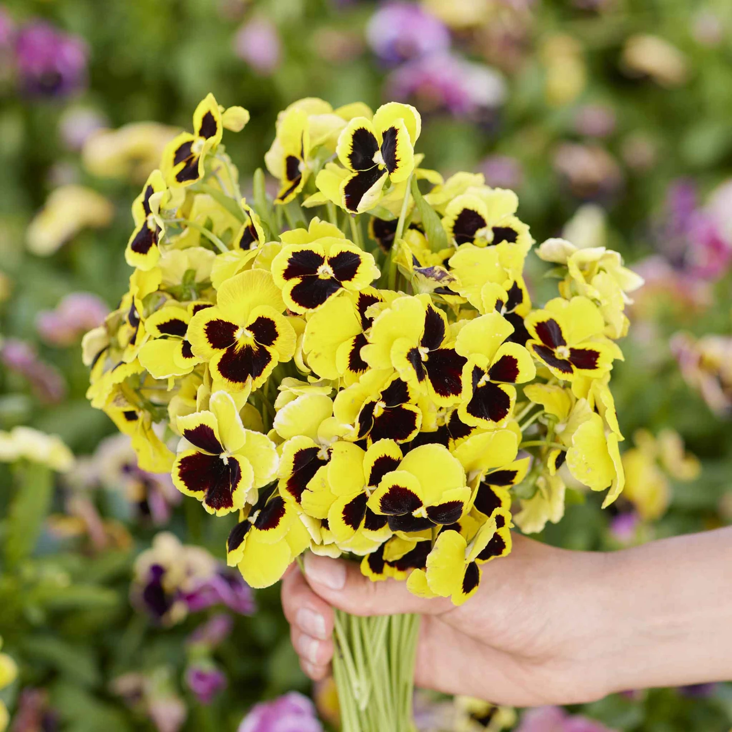 Pansy Seeds - Swiss Giants Rhinegold 1 Pansy Seeds - Swiss Giants Rhinegold