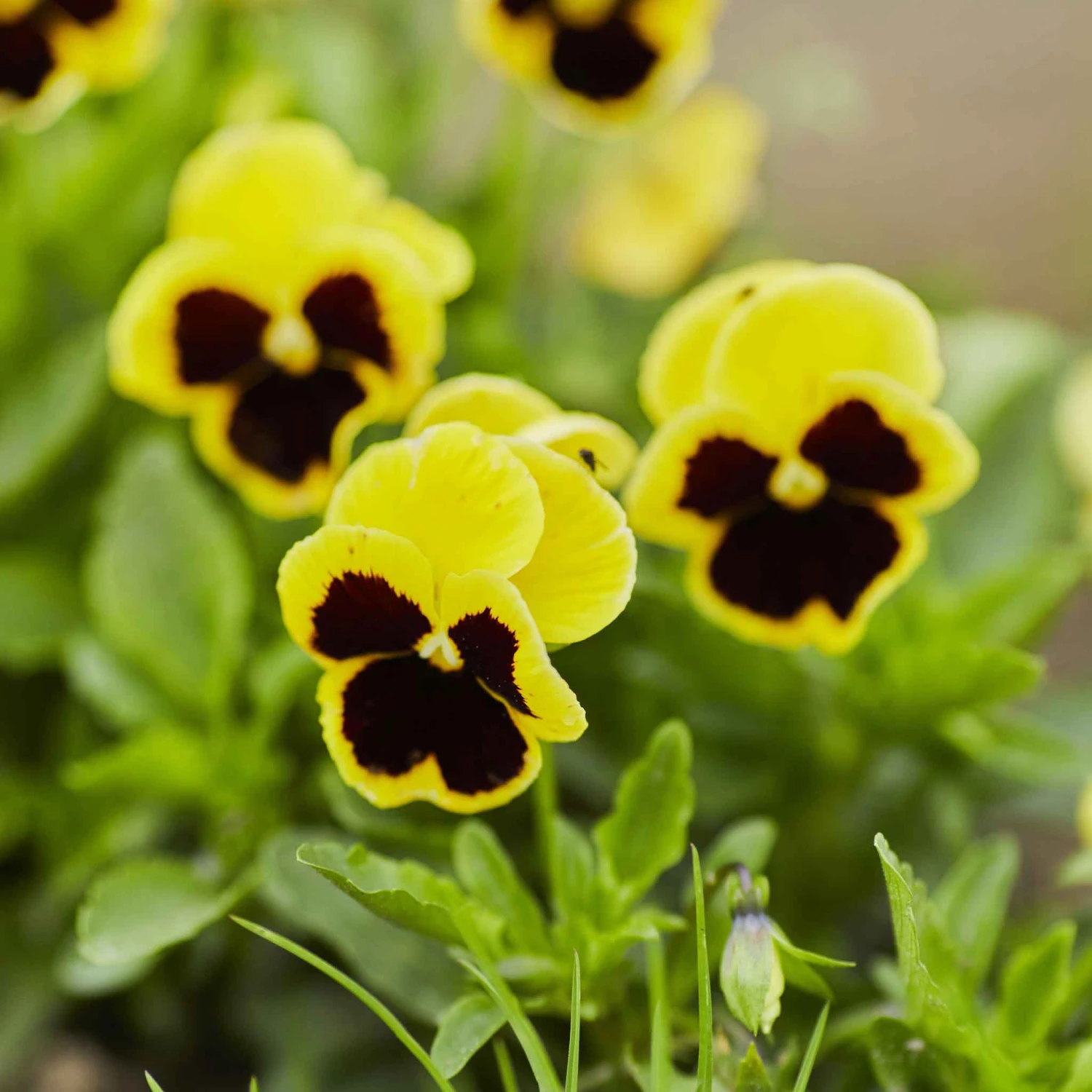 Pansy Seeds - Swiss Giants Rhinegold 2 Pansy Seeds - Swiss Giants Rhinegold - Image 2