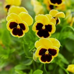 Pansy Seeds - Swiss Giants Rhinegold 5 Pansy Seeds - Swiss Giants Rhinegold -Eden Brothers Shop pansy swiss giant rhinegold mac 4