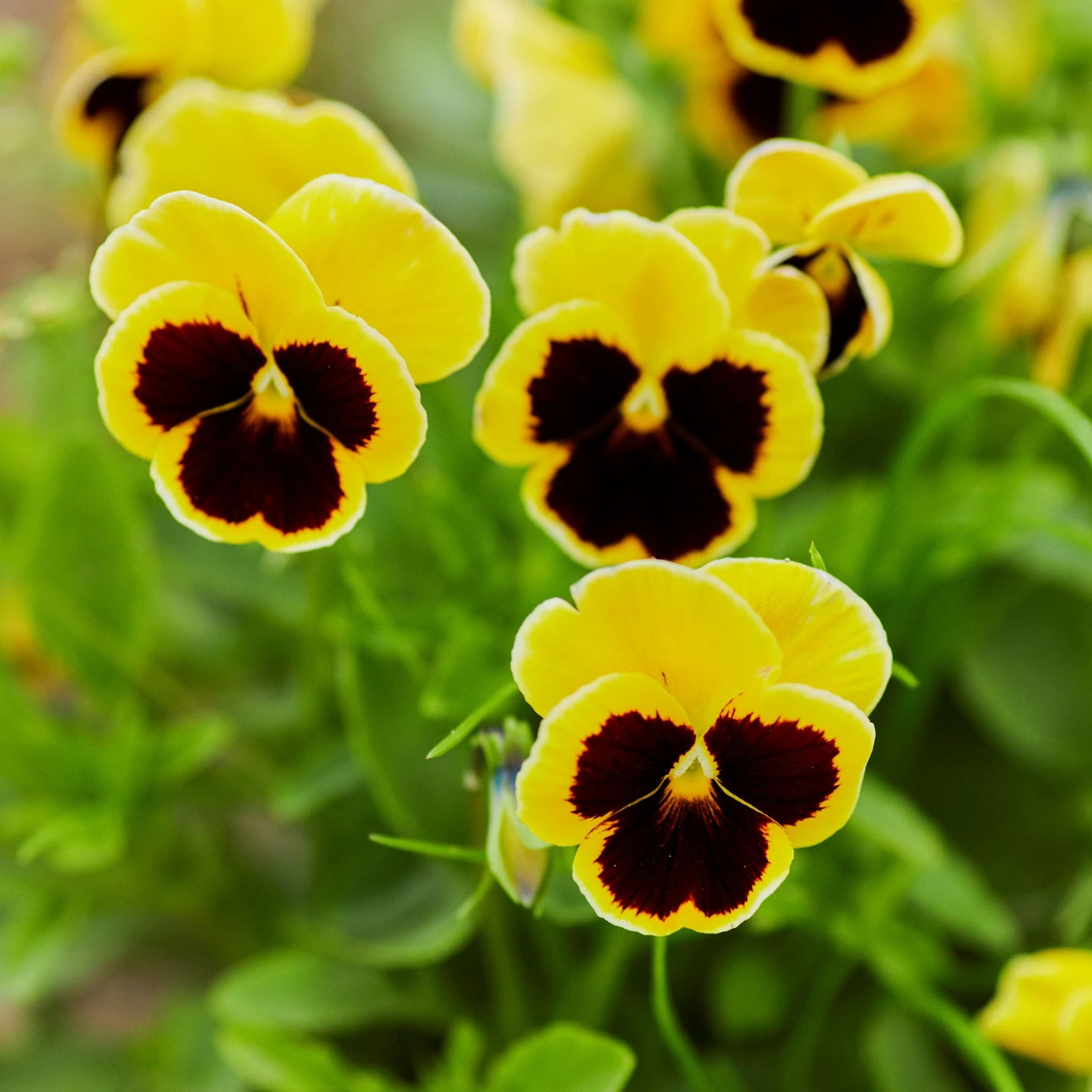 Pansy Seeds - Swiss Giants Rhinegold 3 Pansy Seeds - Swiss Giants Rhinegold - Image 3