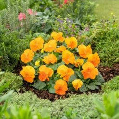 Pansy Seeds - Swiss Giants Orange Sun