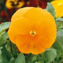 Pansy Seeds - Swiss Giants Orange Sun -Eden Brothers Shop pansy swiss giants orange sun ndp 3