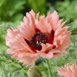 Forncett Summer Papaver Orientale: Fringed Salmon Pink Poppy Roots