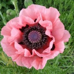 Papaver Orientale Roots - Helen Elizabeth