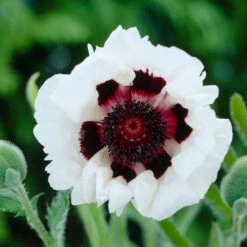 Oriental Poppy Roots - Royal Wedding White Perennial Garden Flowers