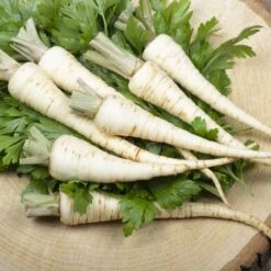 Harris Model Parsnip Seeds - Heirloom Vegetable Seeds for Home Gardens