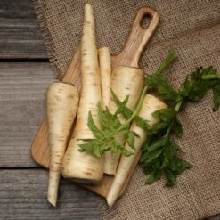 Hollow Crown Parsnip Seeds for Fall Harvest and Winter Storage