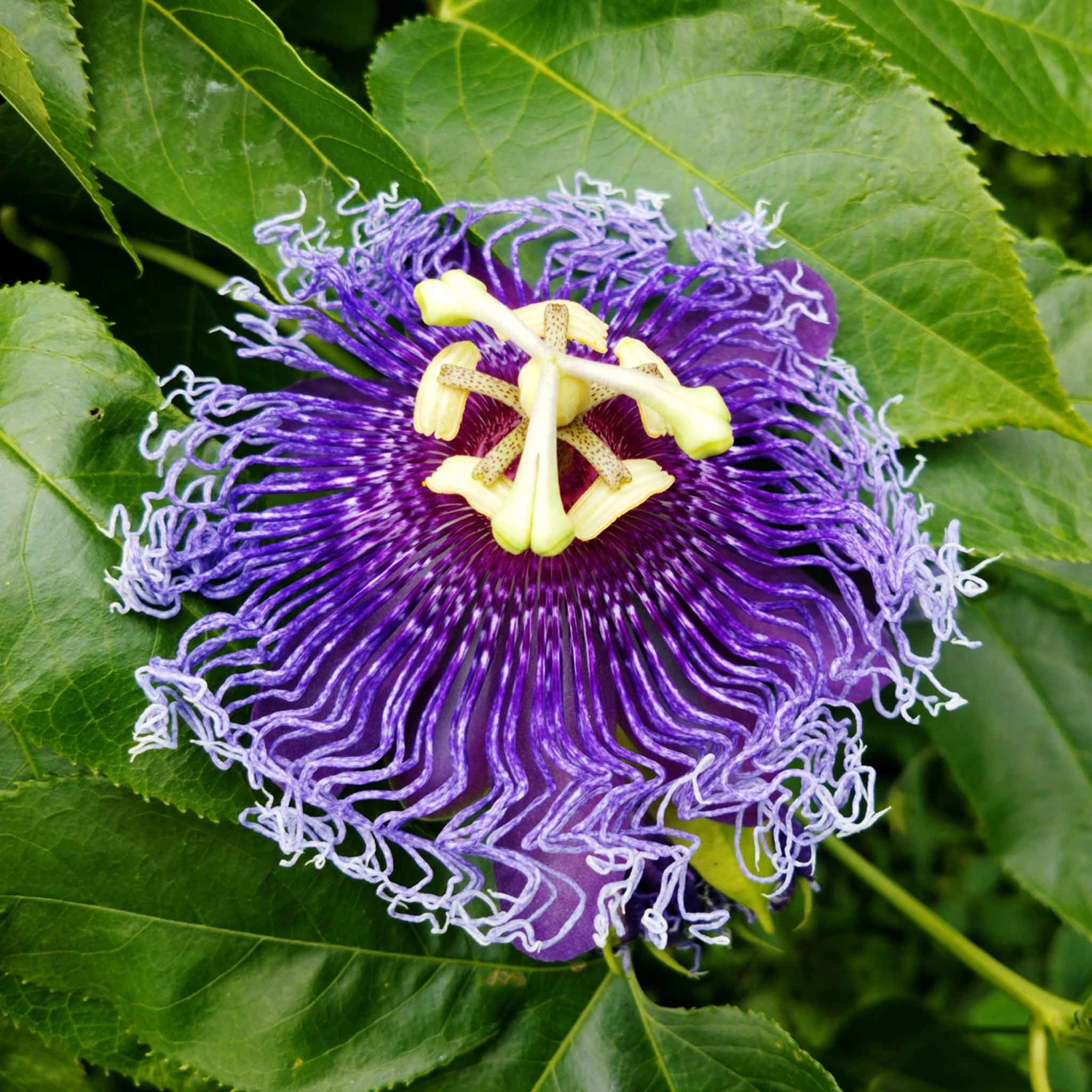 Passiflora Seeds - Purple Passion Flower 2 Passiflora Seeds - Purple Passion Flower - Image 2