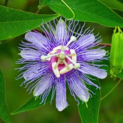 Passiflora Seeds - Purple Passion Flower 7 Passiflora Seeds - Purple Passion Flower -Eden Brothers Shop passiflora purple passion flower shk 3