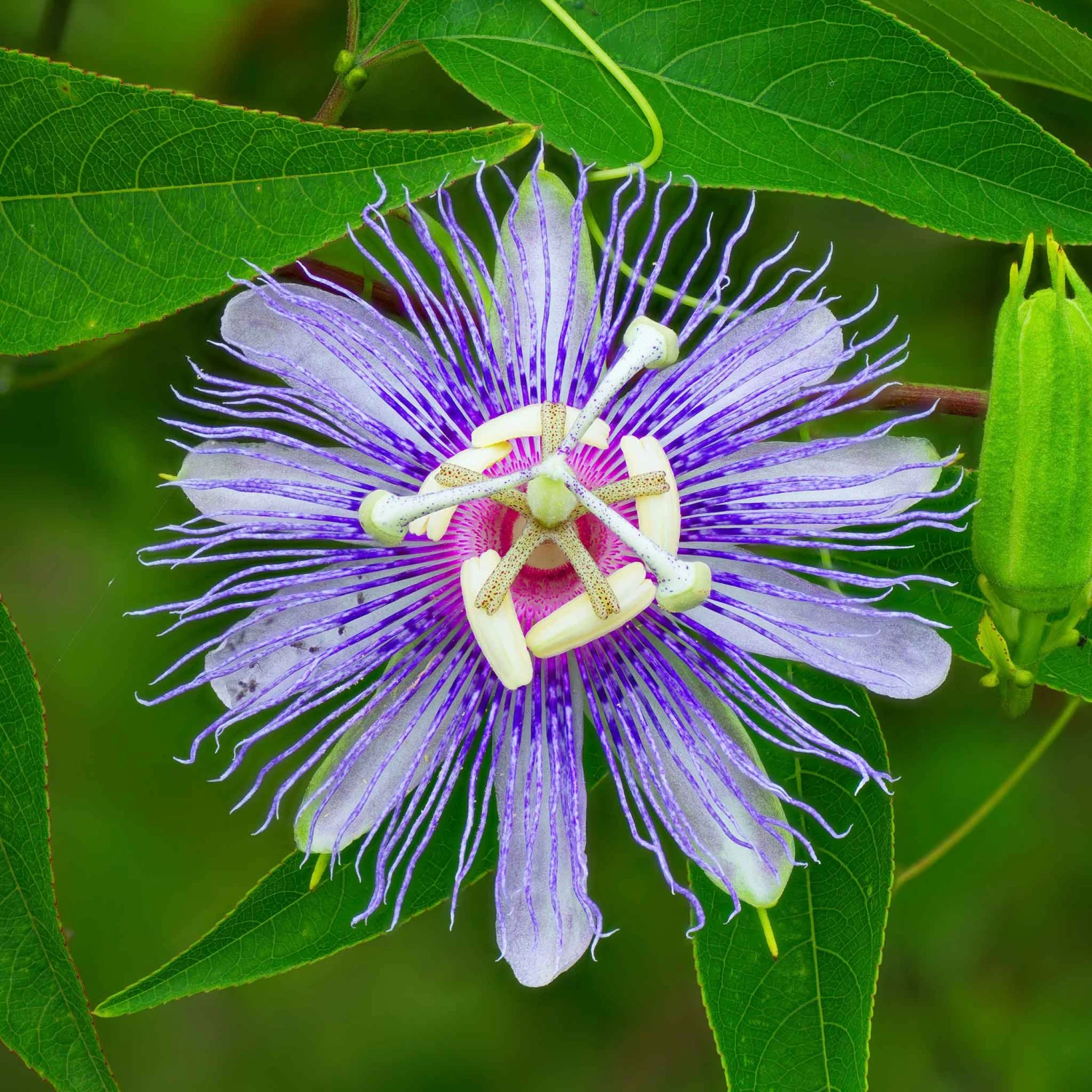 Passiflora Seeds - Purple Passion Flower 3 Passiflora Seeds - Purple Passion Flower - Image 3