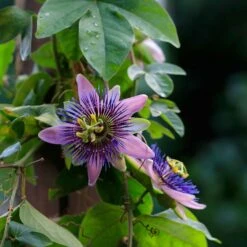 Passiflora Seeds - Purple Passion Flower 8 Passiflora Seeds - Purple Passion Flower -Eden Brothers Shop passiflora purple passion flower shk 4