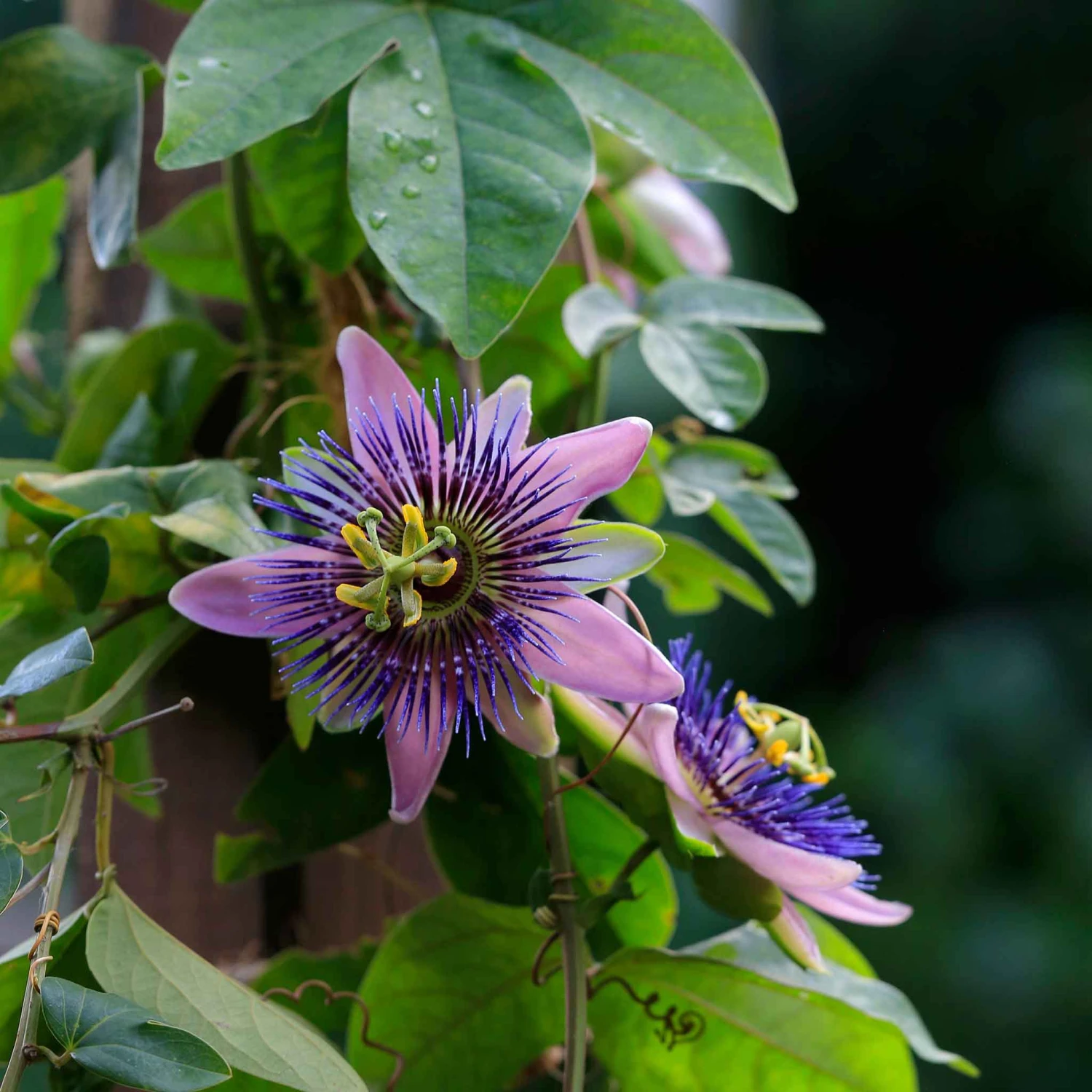 Passiflora Seeds - Purple Passion Flower 4 Passiflora Seeds - Purple Passion Flower - Image 4