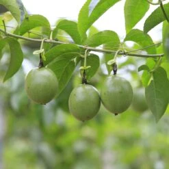 Passiflora Seeds - Purple Passion Flower 9 Passiflora Seeds - Purple Passion Flower -Eden Brothers Shop passiflora purple passion flower shk 5