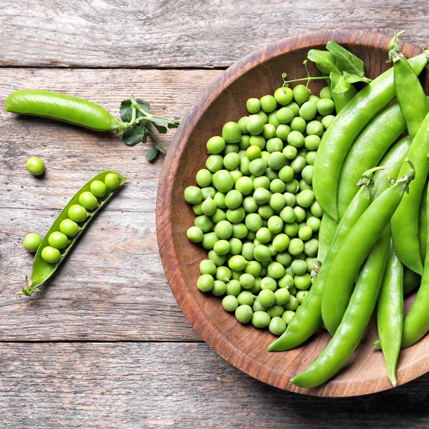 Lincoln Heirloom Shelling Pea Seeds - Compact, Heat-Tolerant Garden Pea 1 Lincoln Heirloom Shelling Pea Seeds - Compact, Heat-Tolerant Garden Pea