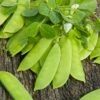 Mammoth Melting Sugar Snow Pea Seeds - High-Yield Heirloom Vegetable