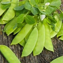Mammoth Melting Sugar Snow Pea Seeds - High-Yield Heirloom Vegetable