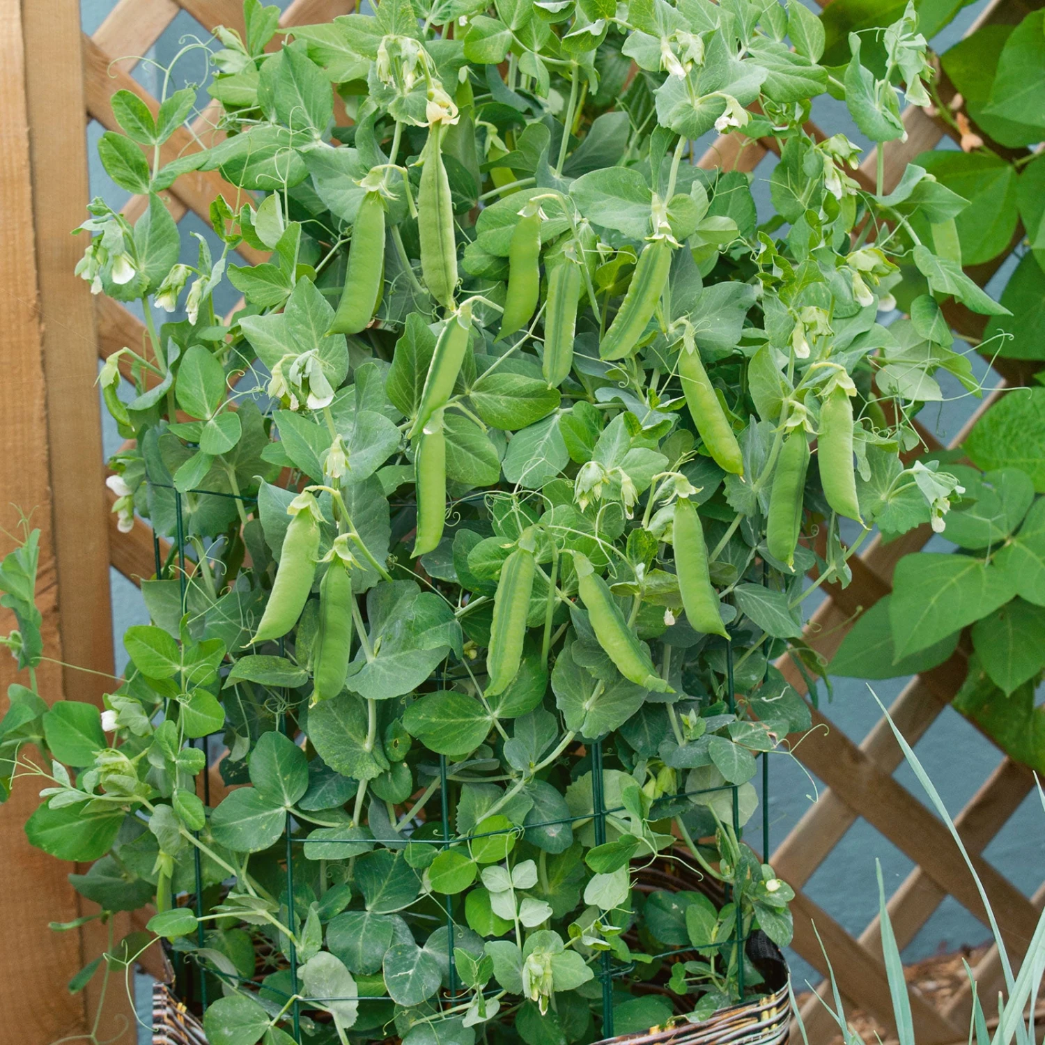 Patio Pride Pea Seeds for Containers - Compact Sweet Shelling Peas 1 Patio Pride Pea Seeds for Containers - Compact Sweet Shelling Peas
