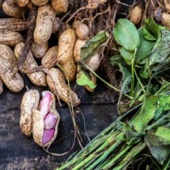 Premium Peanut Seeds for Home Gardens and Edible Flowers