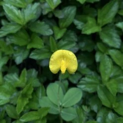 Premium Peanut Seeds for Home Gardens and Edible Flowers -Eden Brothers Shop peanut shk 3