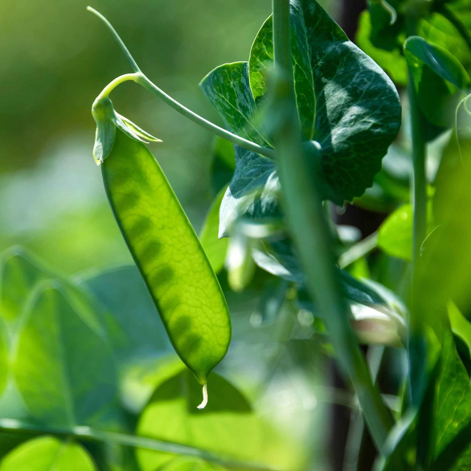 Heirloom Dwarf White Sugar Pea Seeds - Stringless Snow Peas for Small Gardens 2 Heirloom Dwarf White Sugar Pea Seeds - Stringless Snow Peas for Small Gardens - Image 2
