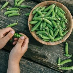 Little Marvel Heirloom Pea Seeds - Sweet & High-Yielding Garden Variety