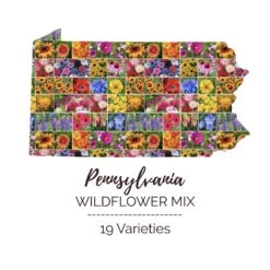 Pennsylvania Wildflower Seed Mix - Lush Colorful Garden Blooms