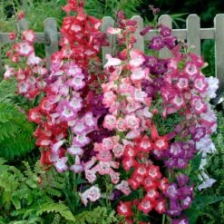 Sensation Mix Penstemon Seeds - Vibrant Perennial Flower Mix