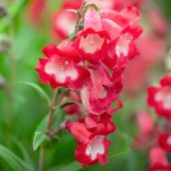 Sensation Mix Penstemon Seeds - Vibrant Perennial Flower Mix -Eden Brothers Shop penstemon sensation mix shk 4