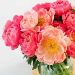 Peony Roots - Coral Bouquet Mix