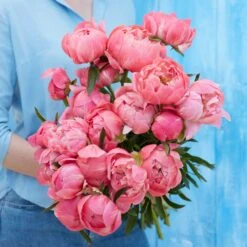 Coral Charm Peony Roots - Award-Winning Early Summer Blooms -Eden Brothers Shop peony coral charm rit 2