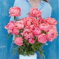 Coral Charm Peony Roots - Award-Winning Early Summer Blooms -Eden Brothers Shop peony coral charm rit 3