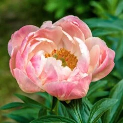 Coral Charm Peony Roots - Award-Winning Early Summer Blooms