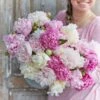Fluffy Pink Peony Roots Mix - Fragrant Perennial Garden Favorites