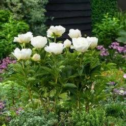 Jan Van Leeuwen Peony Roots - Elegant White Fragrant Perennial -Eden Brothers Shop peony jan van leeuwen flo 3