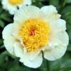 Jan Van Leeuwen Peony Roots - Elegant White Fragrant Perennial