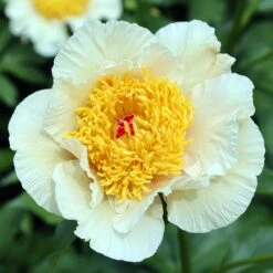 Jan Van Leeuwen Peony Roots - Elegant White Fragrant Perennial