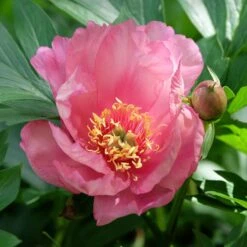 Julia Rose Itoh Peony Roots - Stunning Multi-Color Garden Blooms
