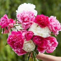 Jumbo Peony Roots Mixed Collection - Mature First-Season Bloomers