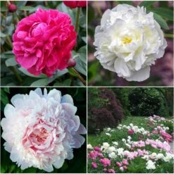 Peony Roots - Long Lasting Mix