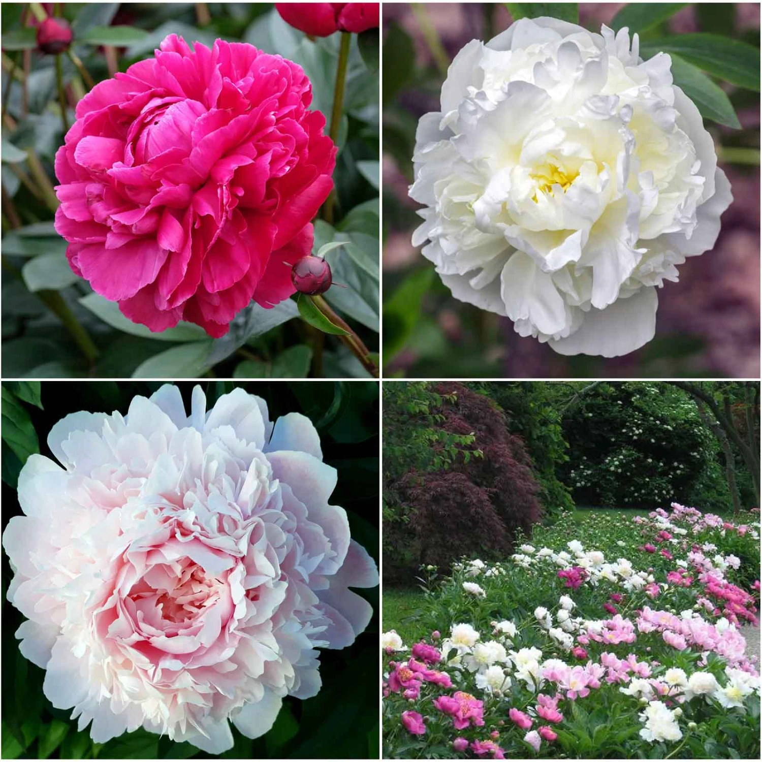 Peony Roots - Long Lasting Mix 1 Peony Roots - Long Lasting Mix