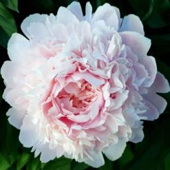 Peony Roots - Long Lasting Mix 8 Peony Roots - Long Lasting Mix -Eden Brothers Shop peony long lasting mix shk 4