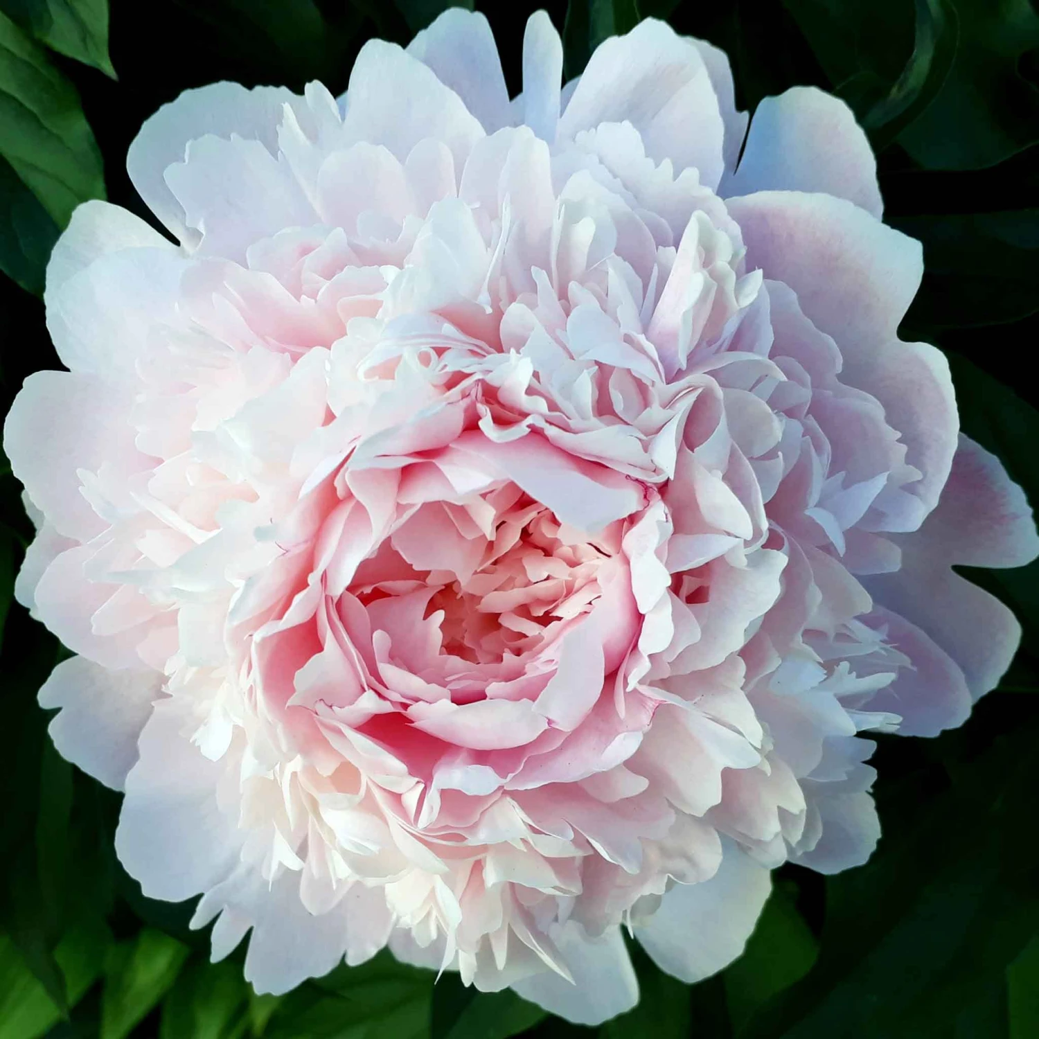 Peony Roots - Long Lasting Mix 4 Peony Roots - Long Lasting Mix - Image 4