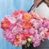 Pastel Peony Roots Mix - Fragrant Cream, Peach & Pink Perennial Blooms
