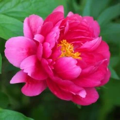 Peony Roots - Raspberry Charm