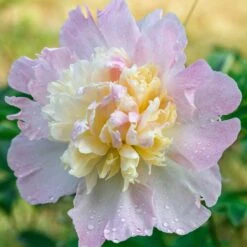 Raspberry Sundae Peony Roots - Double Pink and Cream Perennial Blooms