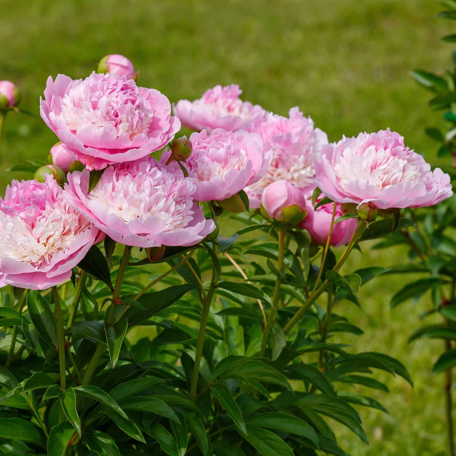 Raspberry Sundae Peony Roots - Double Pink and Cream Perennial Blooms 2 Raspberry Sundae Peony Roots - Double Pink and Cream Perennial Blooms - Image 2
